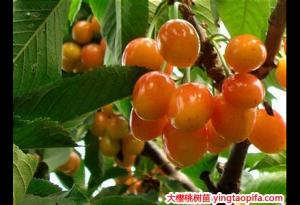 黄蜜大樱桃树苗